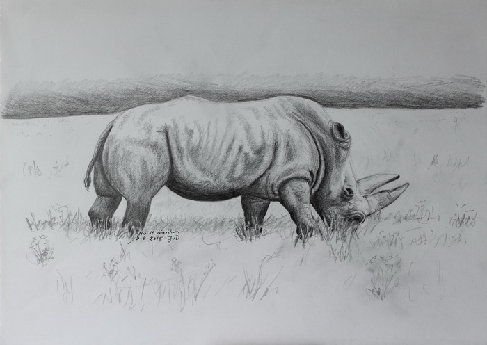 Hvidt Næsehorn, Knuthenborg Safaripark